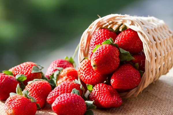 La saison des fraises tchèques a commencé!