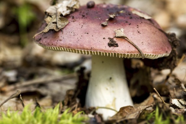 Russula – Frequently Neglected Decoration of Czech Forests