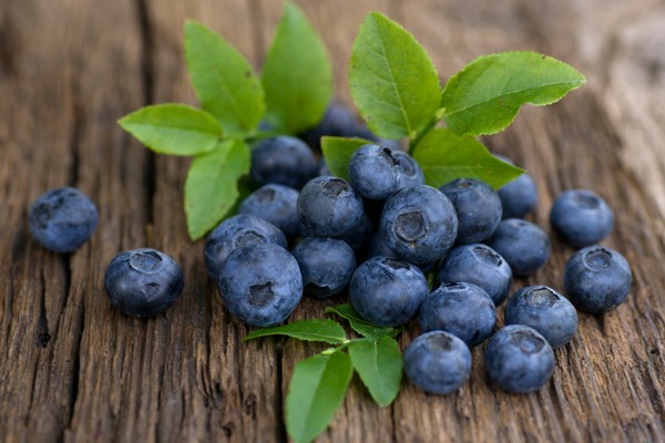 Blueberry Feast in Borovany