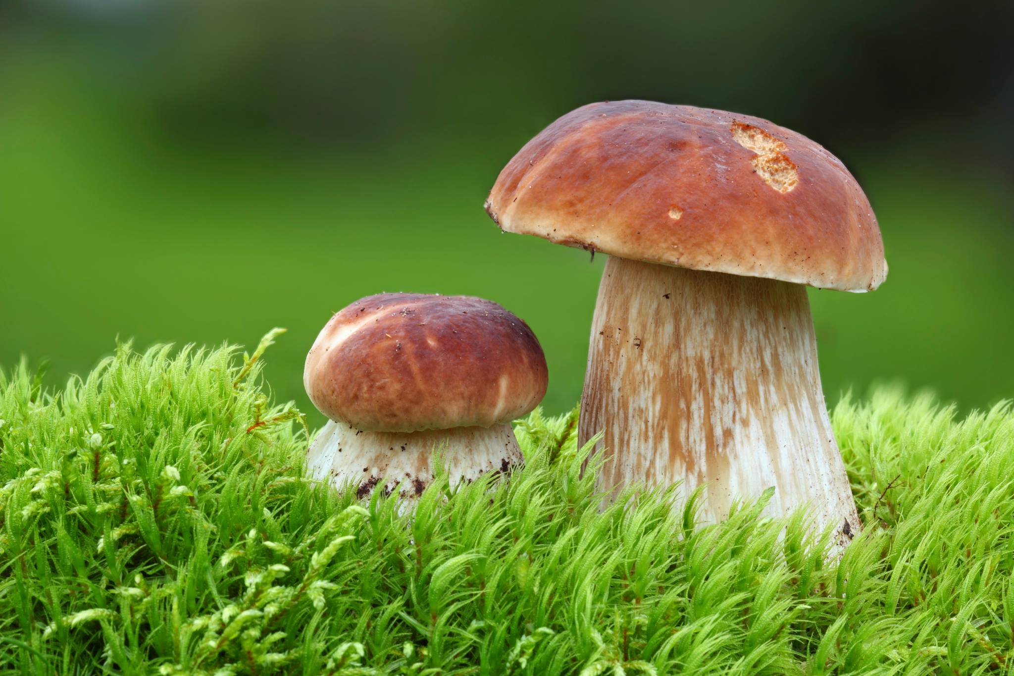 5 tipů pro houbaře